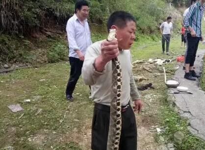 金華驚現五步蛇