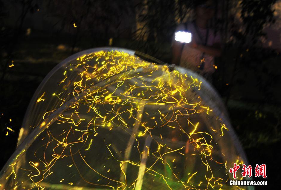 南昌梅嶺螢火蟲輕舞飛揚，流光溢彩。