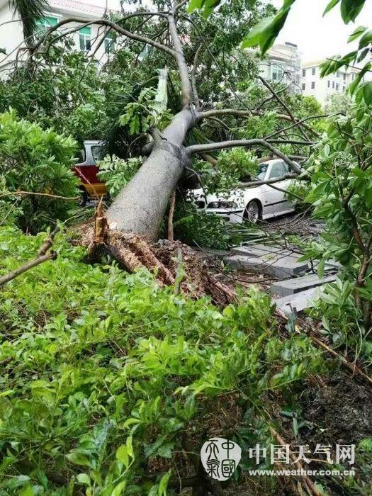 臺風妮妲造成廣東55萬人受災