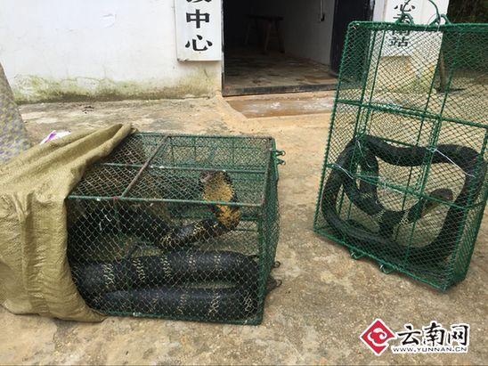 2.4米蛇占屋為王