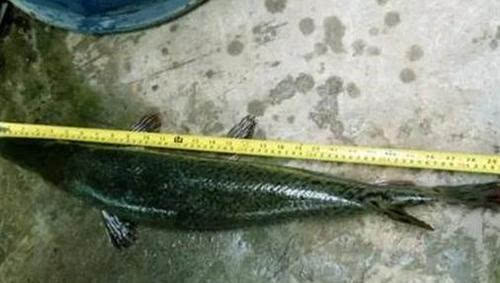 老漁民捉到怪魚 這到底是什么魚