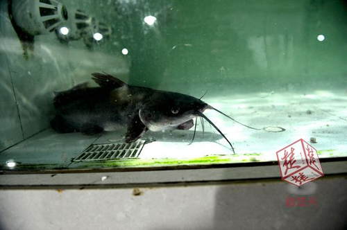 武漢現雙嘴怪魚