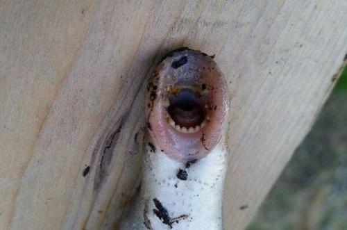 河中洗澡現僵尸魚七鰓鰻