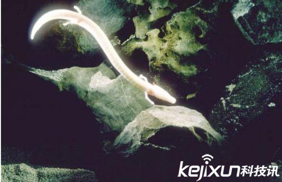 男子發(fā)現(xiàn)像龍生物