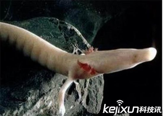 男子發(fā)現(xiàn)像龍生物