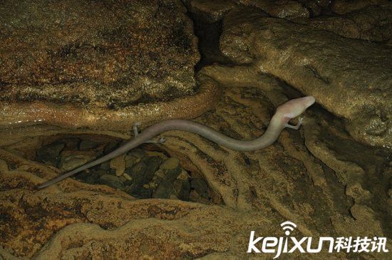 男子發(fā)現(xiàn)像龍生物