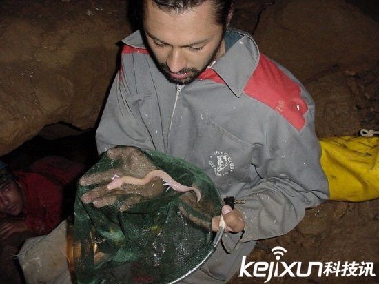 男子發(fā)現(xiàn)像龍生物