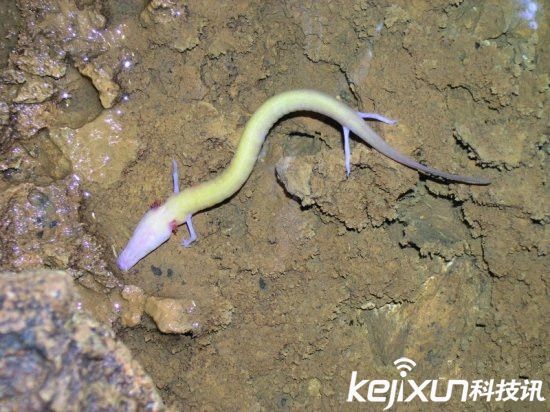 男子發(fā)現(xiàn)像龍生物