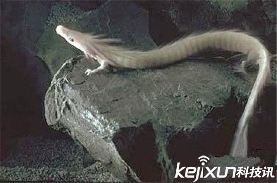 男子發(fā)現(xiàn)像龍生物