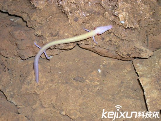 男子發(fā)現(xiàn)像龍生物