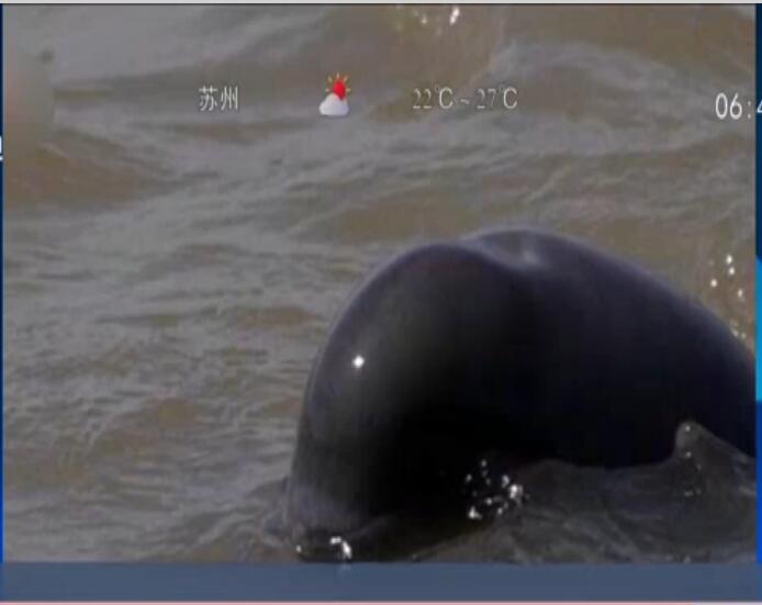 10月4日，由民間志愿者組成的考察隊報告，在長江安徽蕪湖段發現疑似&ldquo;長江女神&rdquo;白鱀豚