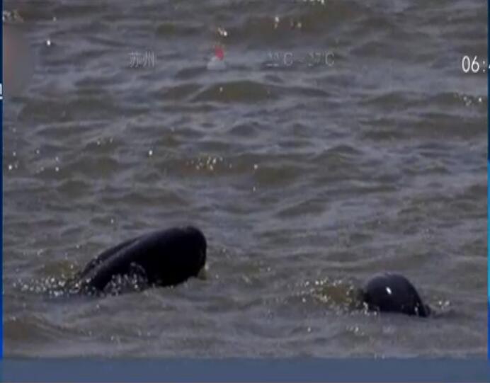 &ldquo;長江女神&rdquo;白鱀豚疑似現身長江蕪湖段 已&ldquo;功能性滅絕&rdquo;9年
