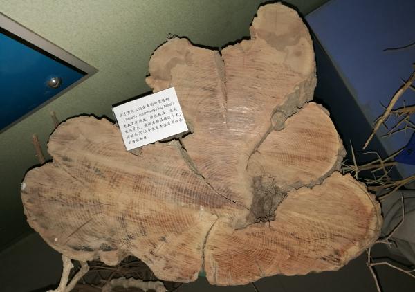 全球最大檉柳林