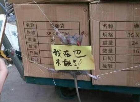 老鼠胸前掛悔過書