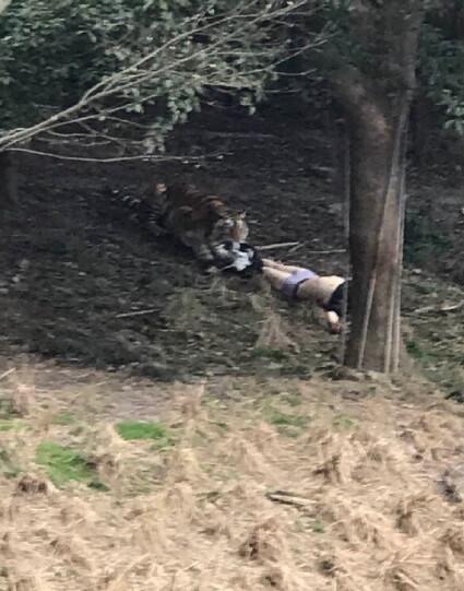 寧波老虎咬人事件