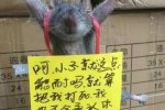 老鼠胸前掛悔過書 網友：真會玩