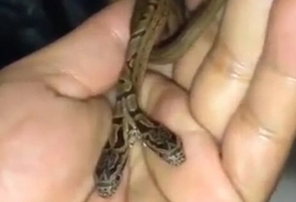 印度驚現雙頭蛇