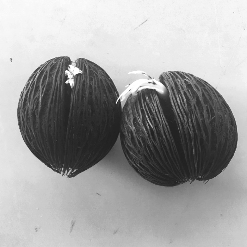 自殺樹種子被截獲