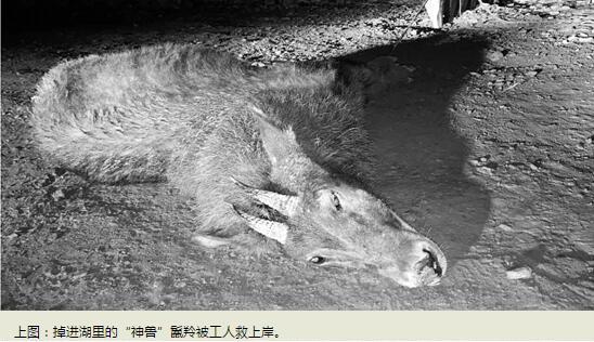 神獸踩空掉千島湖