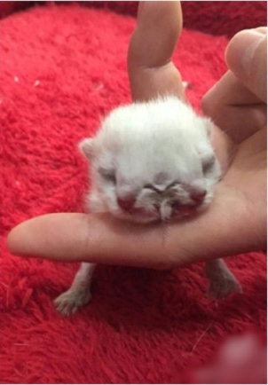 沈陽現(xiàn)雙頭三眼貓