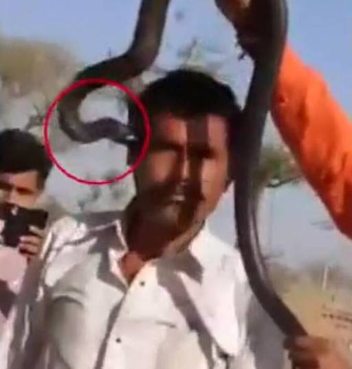 男子與蛇合照被咬