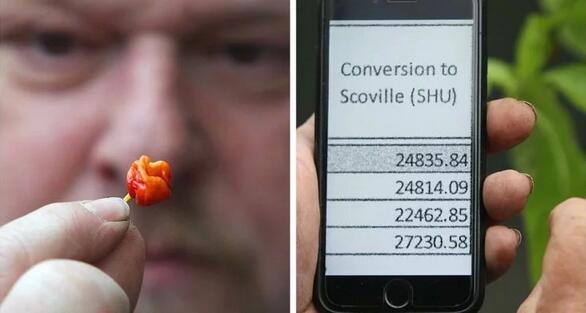 世界最辣辣椒誕生