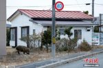 野豬引發民眾恐慌 日本人膽小