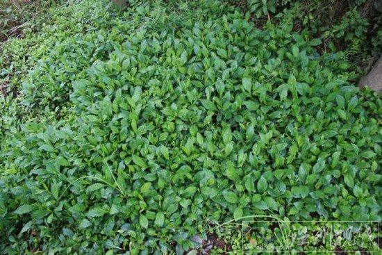 止咳草藥白馬蘭學名馬蘭