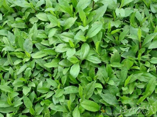 止咳草藥白馬蘭學名馬蘭