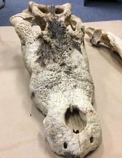 男子被控斬首鱷魚