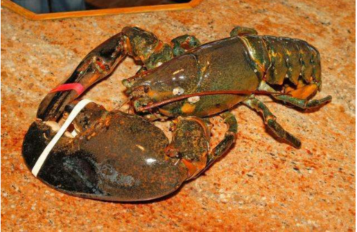 132歲老龍蝦放生