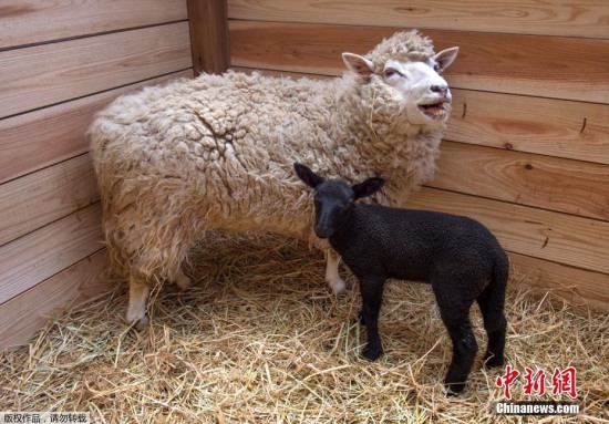白羊誕下純黑小羊