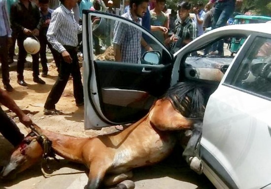 馬兒熱暈怒懟汽車