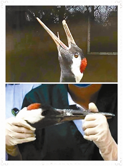 3D打印鈦合金鳥嘴為丹頂鶴裝&ldquo;鈦合金鳥嘴&rdquo;