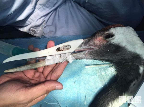 3D打印鈦合金鳥嘴