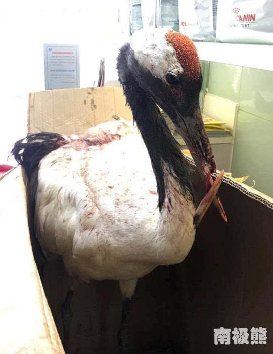 3D打印鈦合金鳥嘴