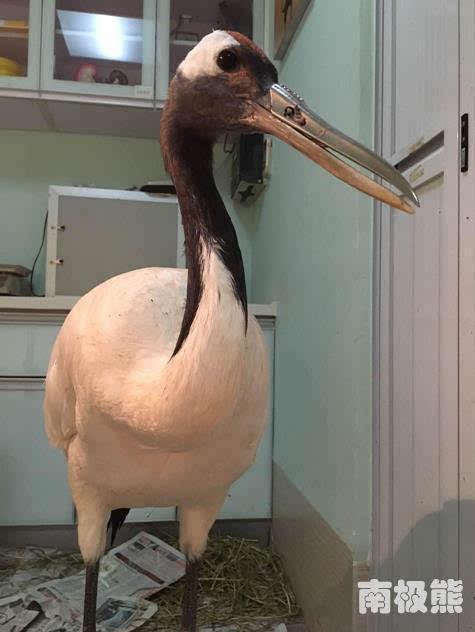 3D打印鈦合金鳥嘴