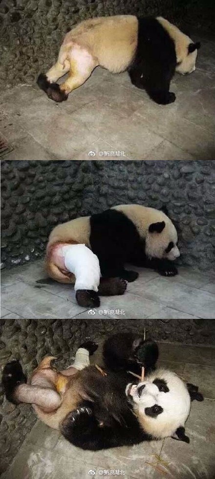 大熊貓被脫褲子