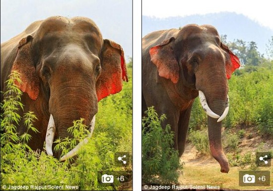 印度現紅耳大象