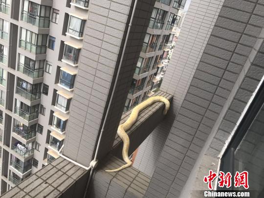 小區驚現黃金蟒蛇