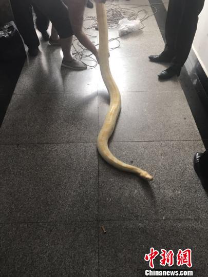 小區驚現黃金蟒蛇