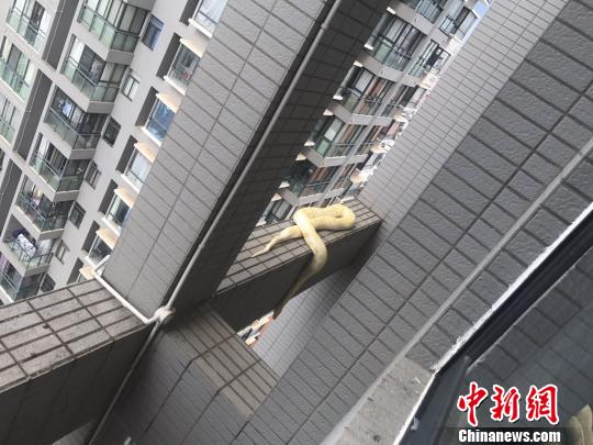 小區驚現黃金蟒蛇