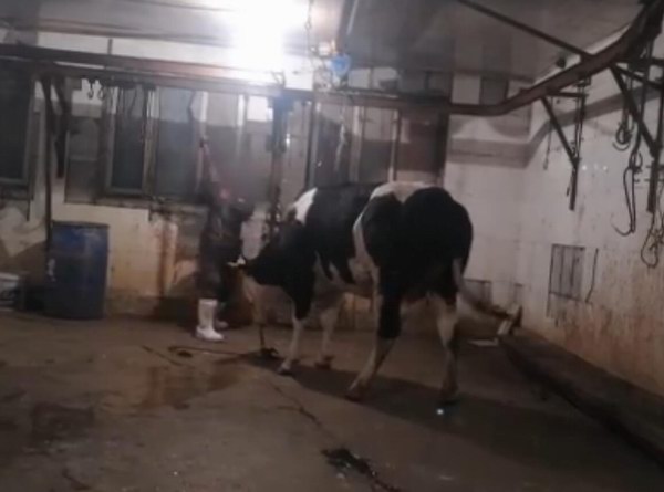 一頭牛注水60斤