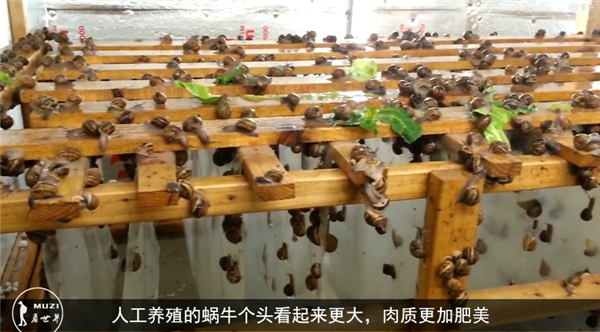 把蝸牛吃到滅絕