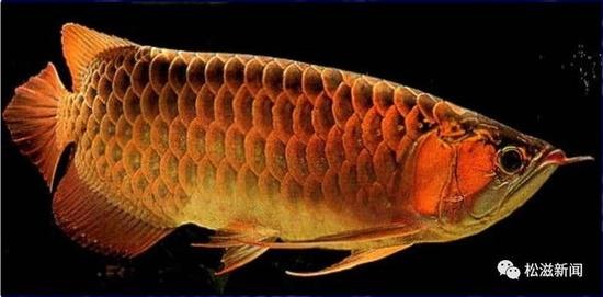 最完整金龍魚化石