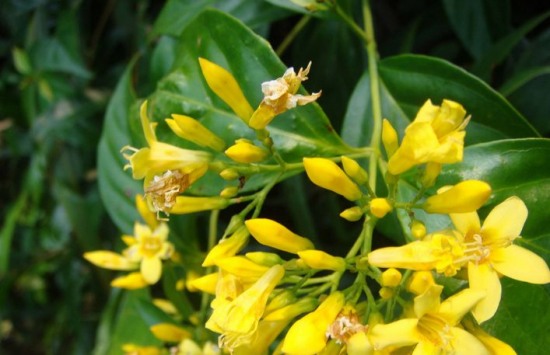 藥湯毒倒祖孫3人 誤食斷腸草