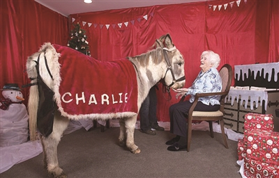 毛驢當上治療師