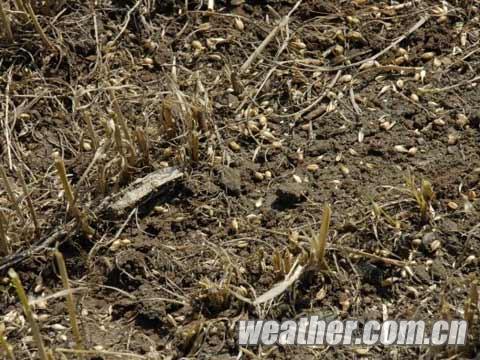 青海秋雨打落麥粒 陰雨影響作物成熟收割