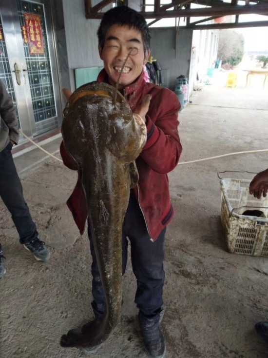 金華蘭溪大鯰魚18斤重