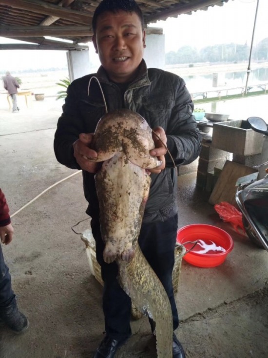 金華蘭溪大鯰魚18斤重